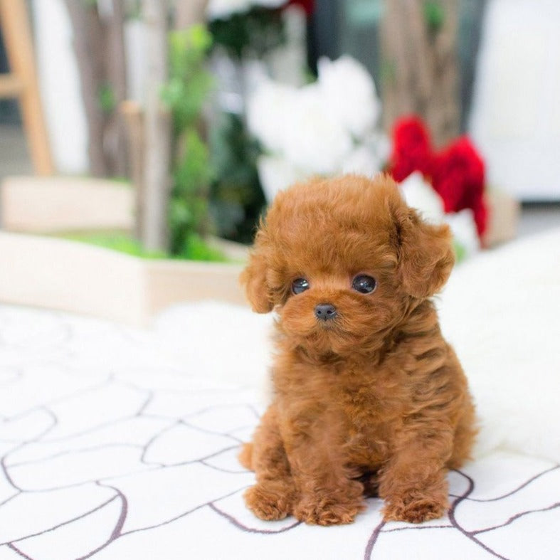 Interactieve Robot Hond – Speelgoed Hond met Geluid, Emoties & Aanraakfunctie, Oplaadbaar