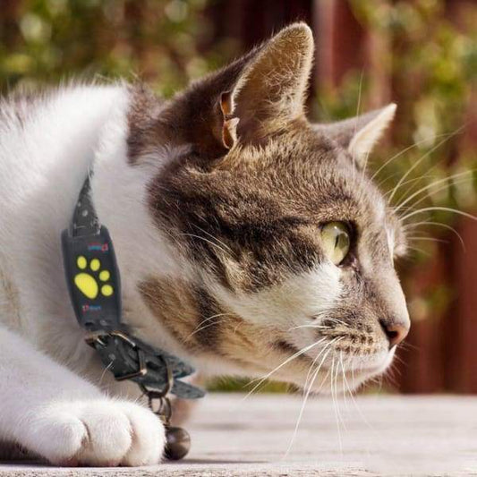 TrackCat GPS Tracker voor Katten – Real-time Volgsysteem – Compact en Lichtgewicht – Geen Abonnementskosten