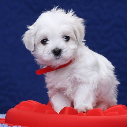 Interactieve Robot Hond – Speelgoed Hond met Geluid, Emoties & Aanraakfunctie, Oplaadbaar