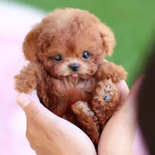 Ultra-Realistische Robotic Puppy Pluche – Interactieve Levensechte Hond – Loopt, Blaft en Reageert – Voor Kinderen & Volwassenen
